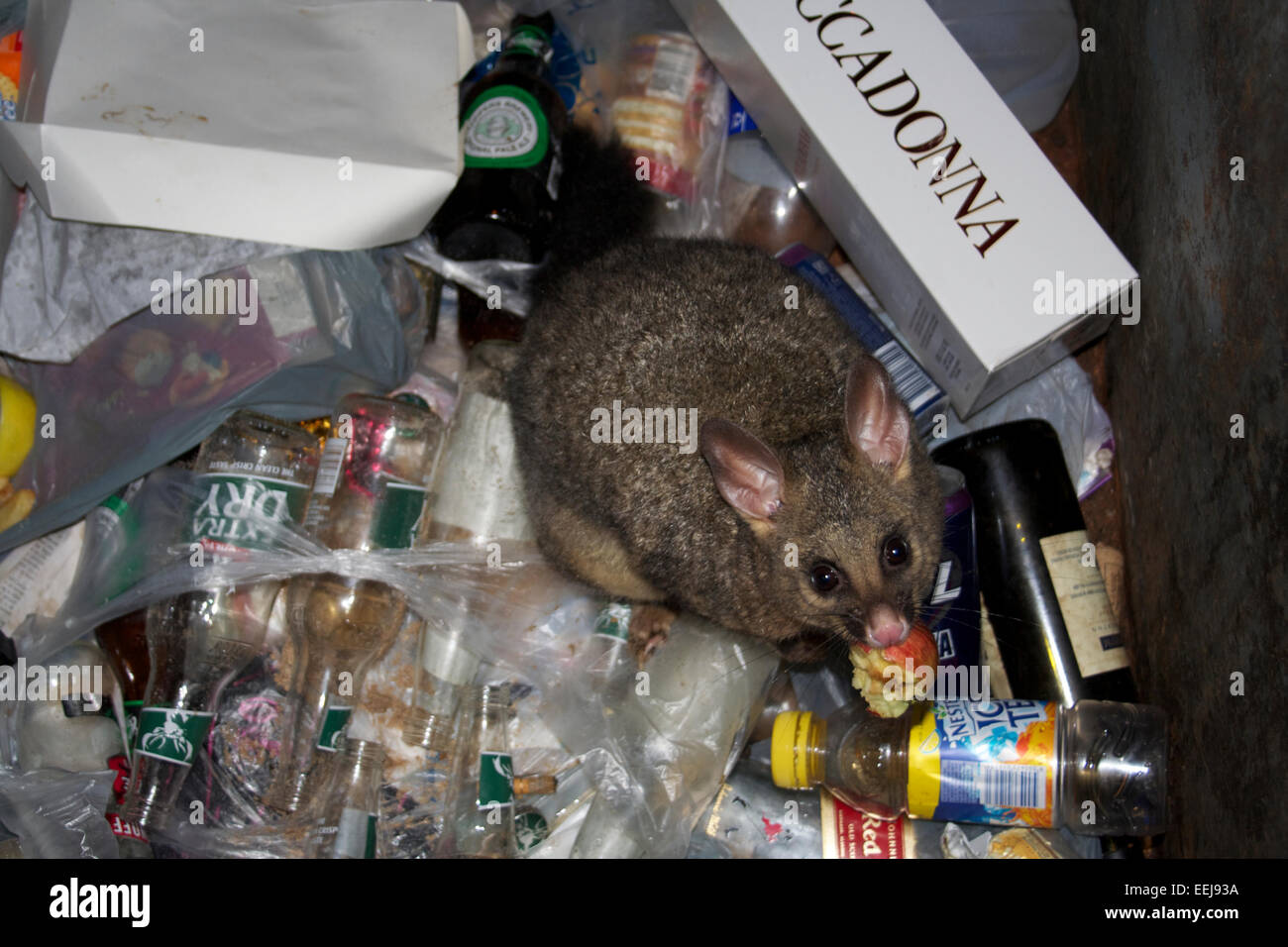 Possum face hires stock photography and images Alamy