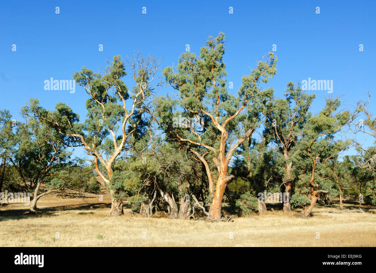 Eucalyptus, Moralana Scenic Drive, Flinders Ranges, South Australia, SA, Australia Stock Photo