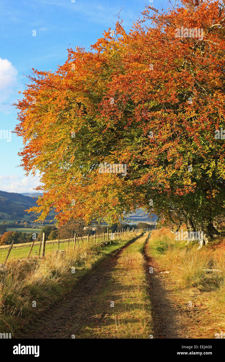 Beautiful tree in autumn sunshine in Perthsire, Scotland UK Stock Photo