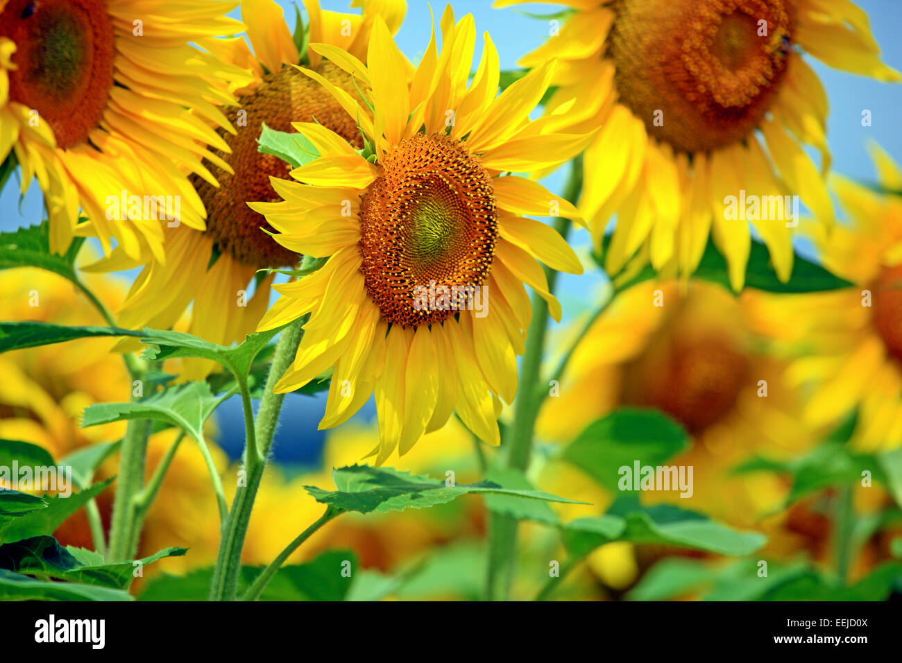 Close up of sunflowers in a field in France Stock Photo