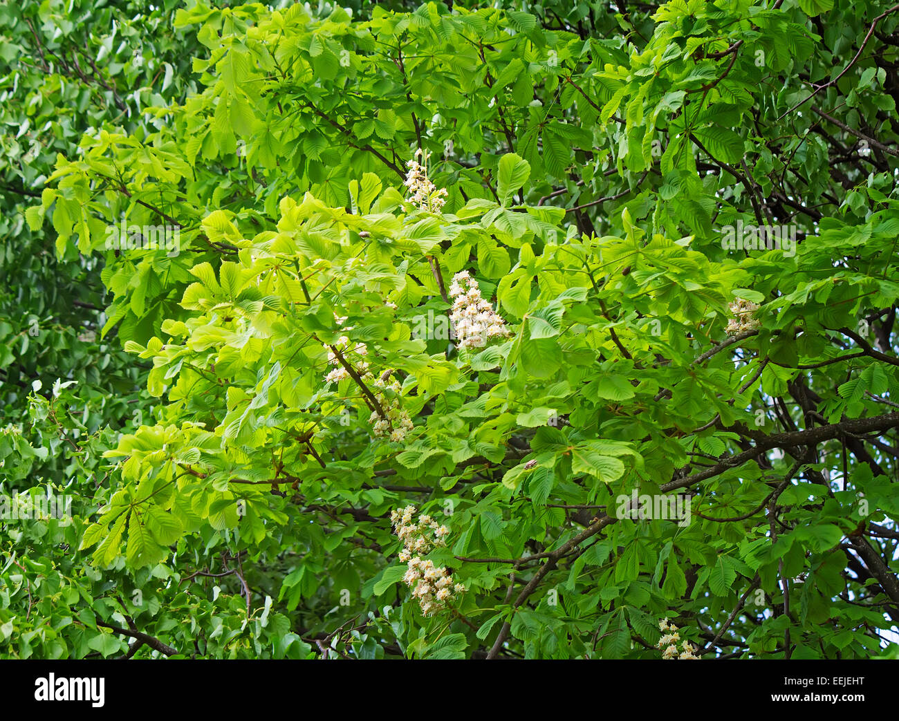 Young chestnut tree hi-res stock photography and images - Alamy