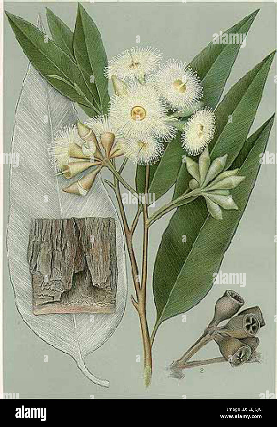 Eucalyptus robusta Stock Photo