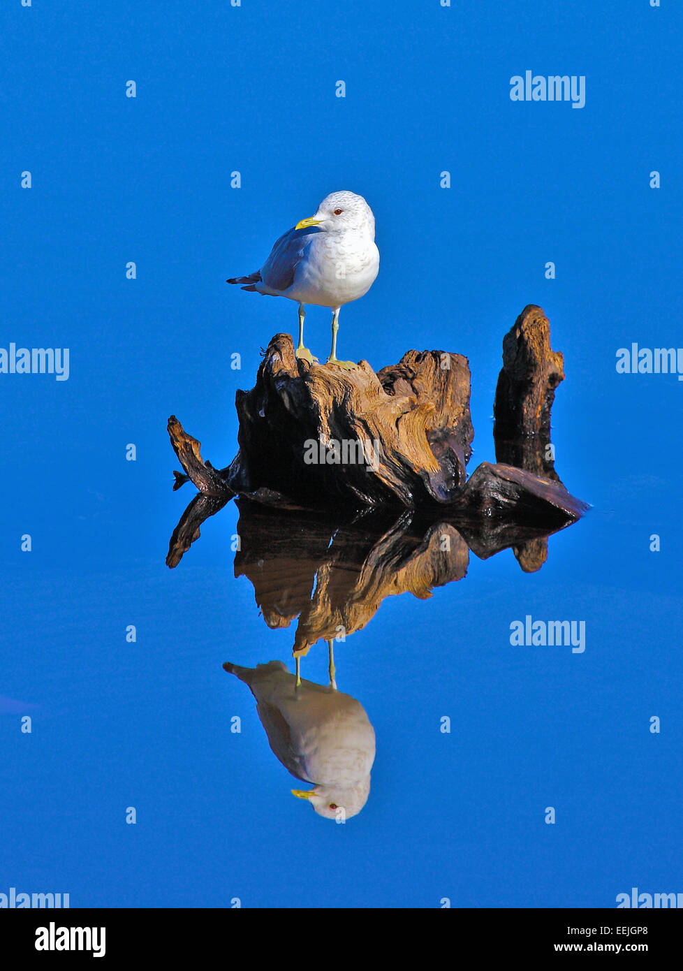 Seagull and old tree stump perfectly reflected in a still Loch Lomond in Scotland Stock Photo