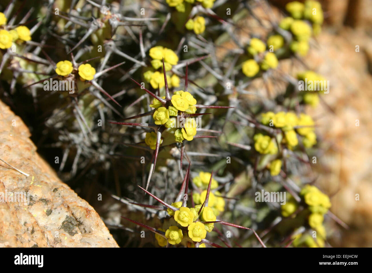 Euphorbia schinzii Stock Photo
