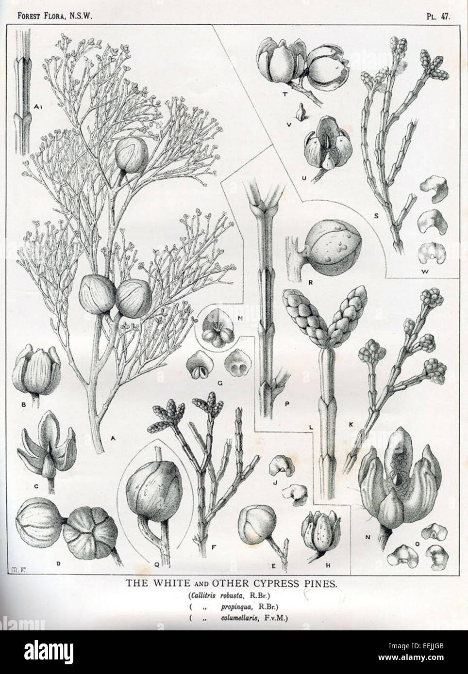Illustration from native trees* hi-res stock photography and images - Alamy