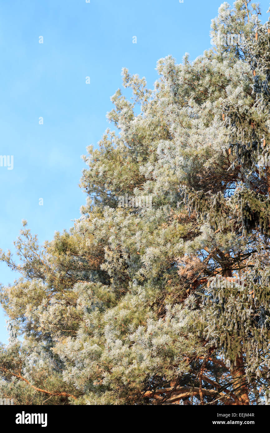 Frosted evergreen tree at sunny winter morning over blue sky Stock Photo