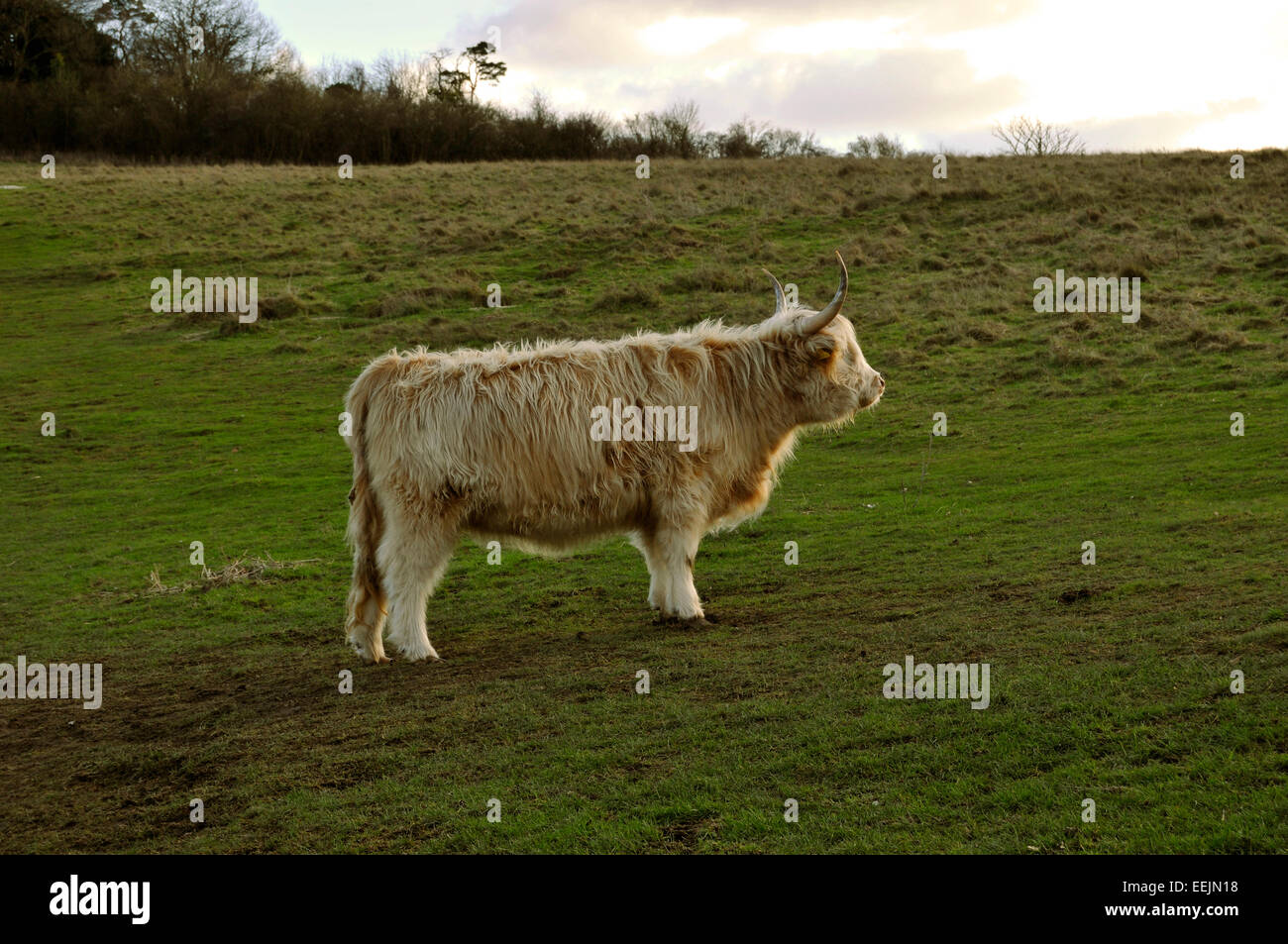 Highland cow at Danebury Hill Fort, Hampshire, UK. Stock Photo