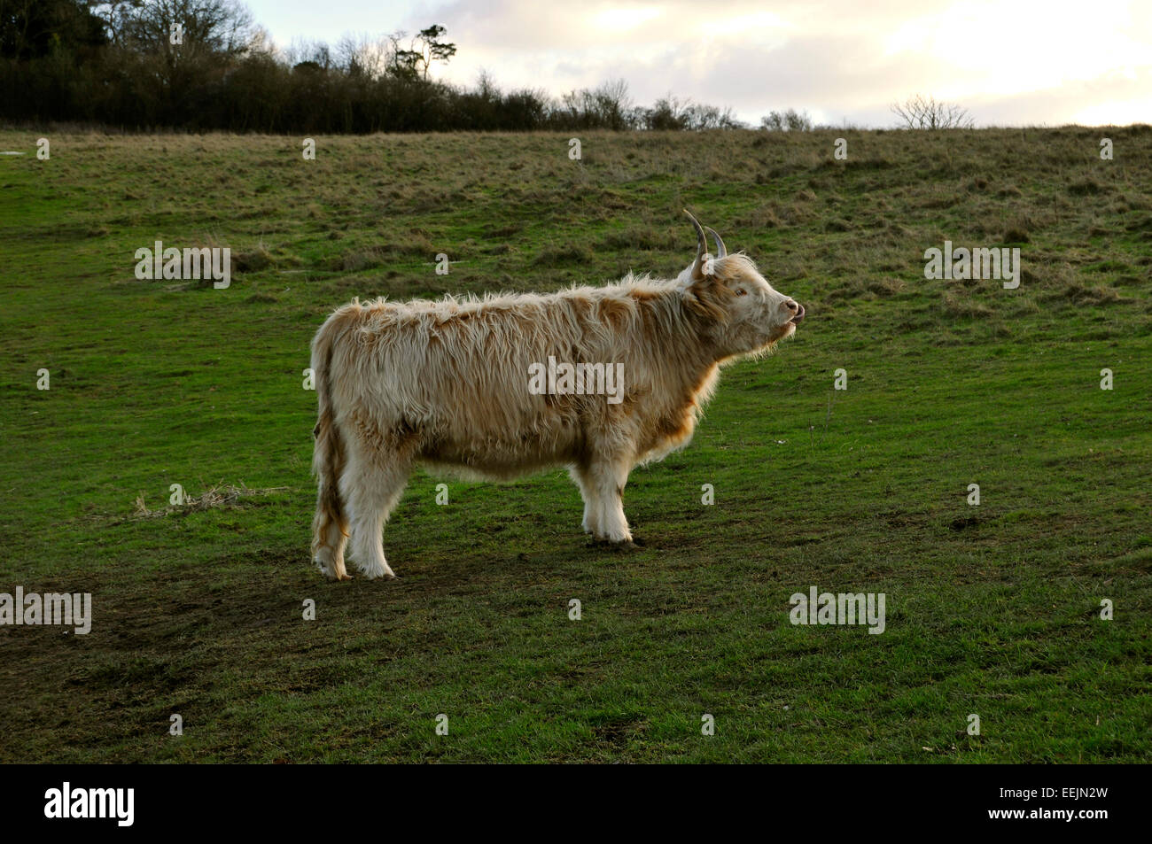 Highland cow at Danebury Hill fort, Hampshire, UK. Stock Photo
