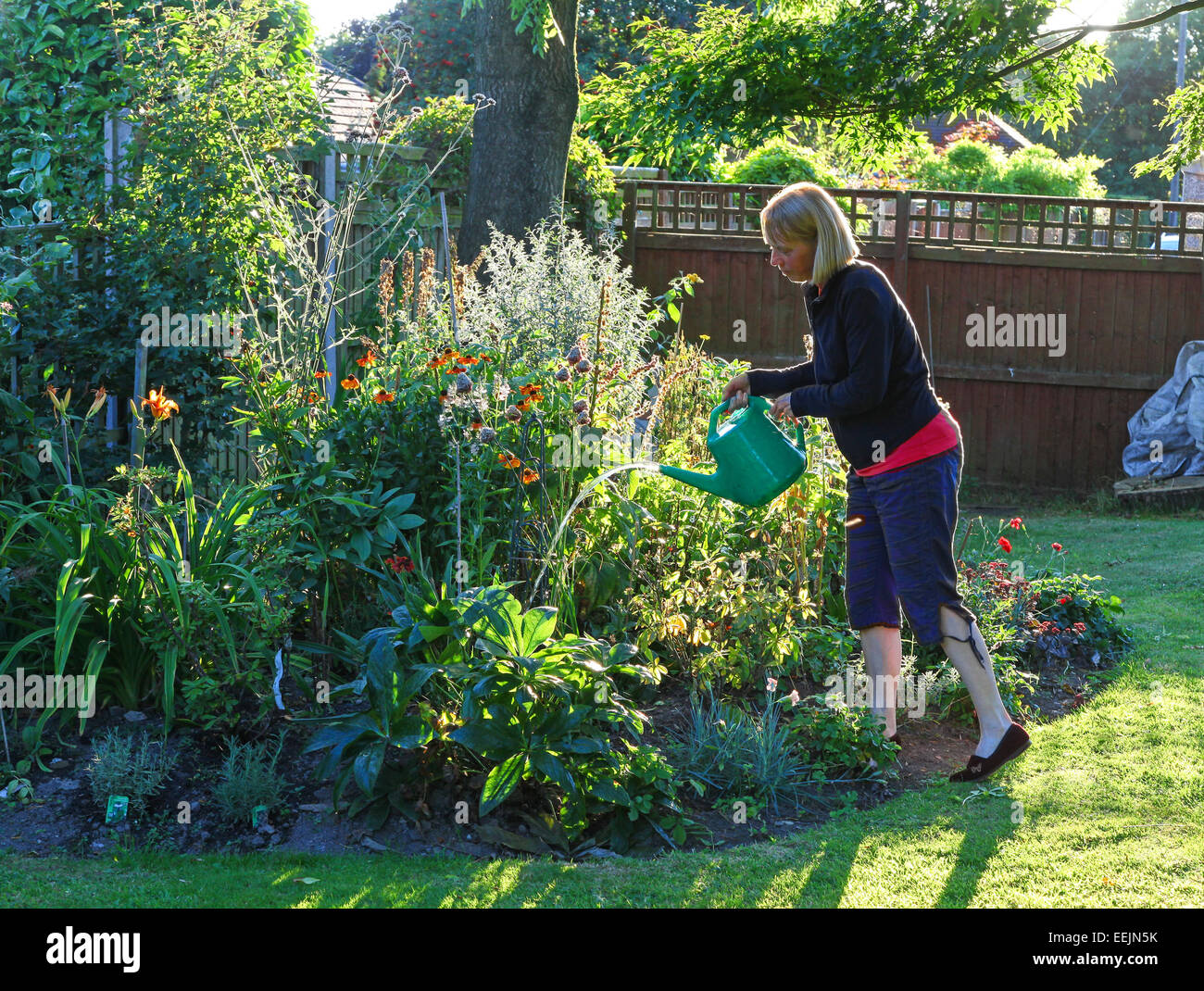 A woman watering her garden with a watering can on a hot summer evening, England, UK Stock Photo