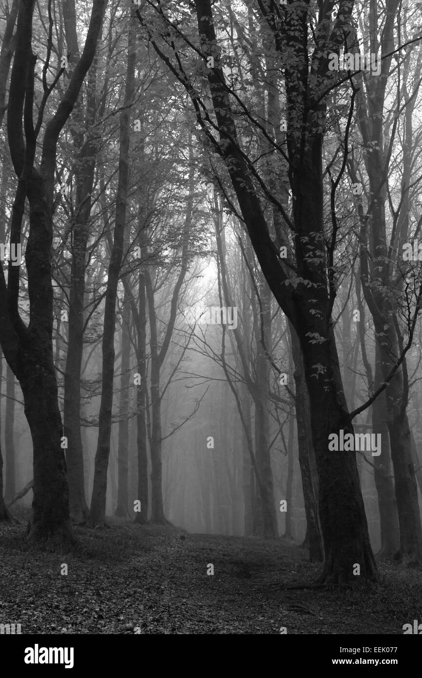 Woodland view of trees in mist Stock Photo - Alamy