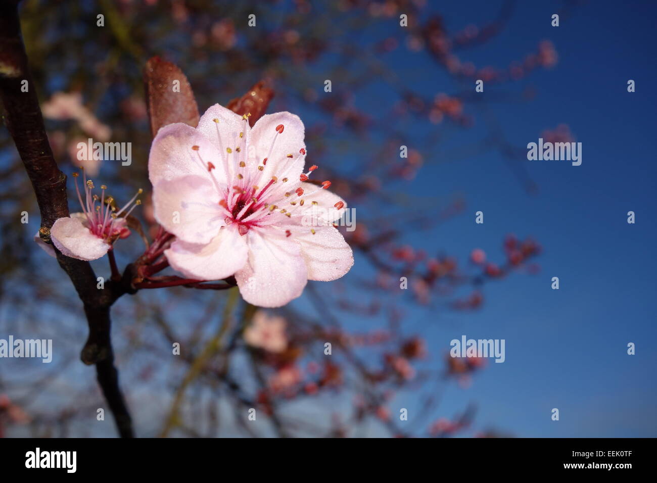 Single Cherry Blossom Stock Photo - Alamy