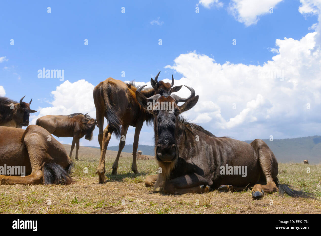 Blue Wildebeest (Connochaetes taurinus) lying down on the plain in the Ngorongor crater, from groundlevel, close up, Ngorongoro Stock Photo