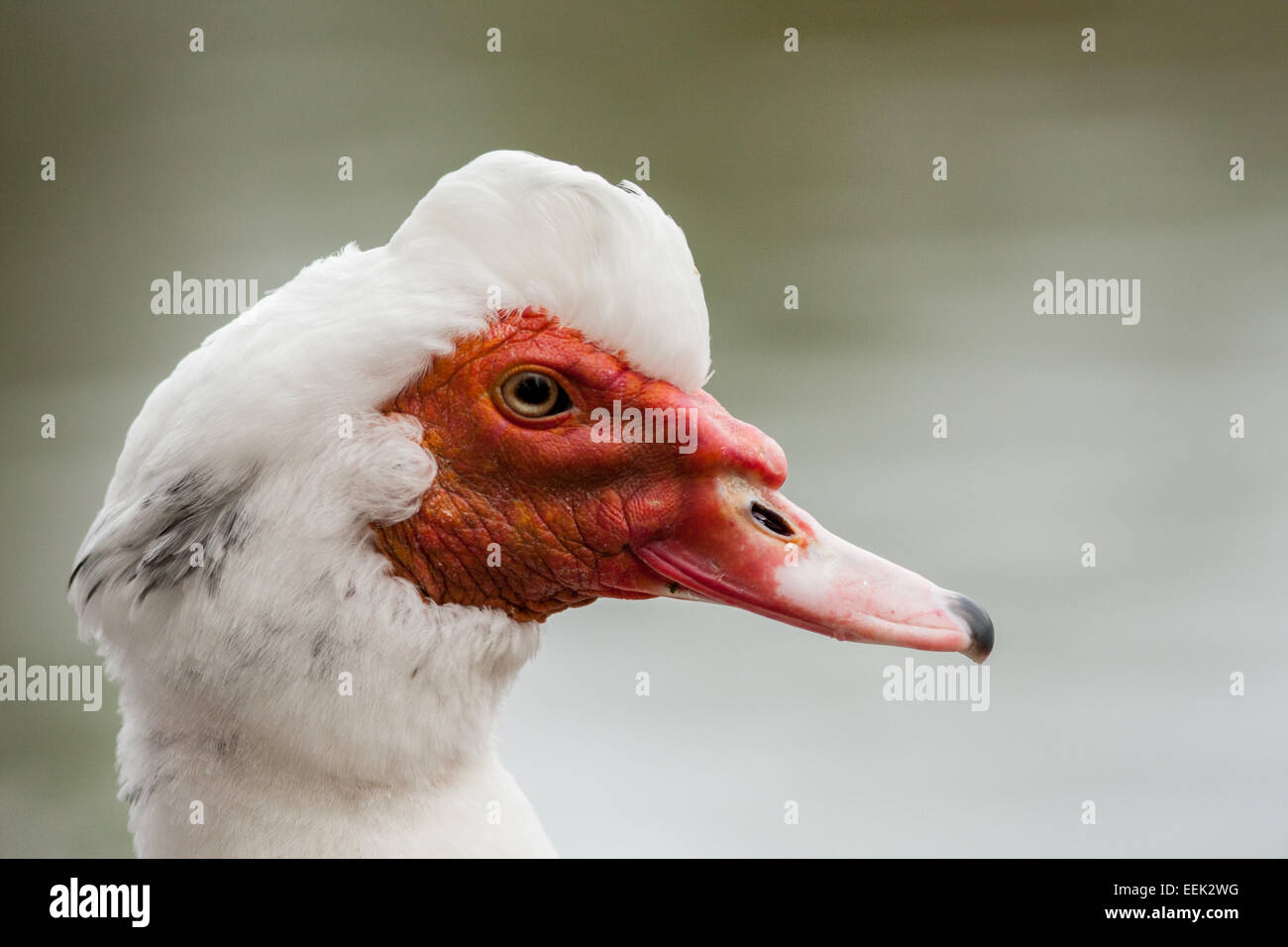 Muscovy duck in a park in Malmö, Sweden Stock Photo