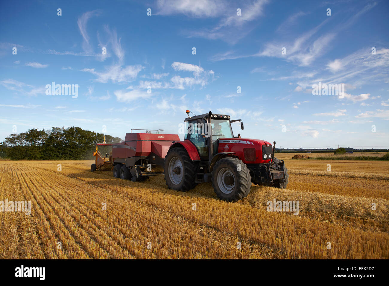 tractor and big square baler baling barley straw on a summer evening in Norfolk, UK Stock Photo