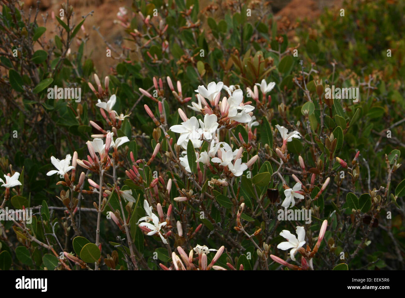 Landolphia capensis Stock Photo