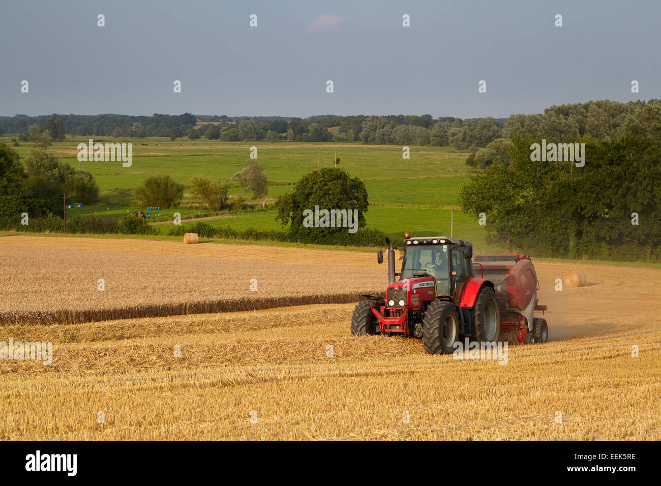 Farmer baling wheat straw with a round baler in Norfolk, England, UK Stock Photo