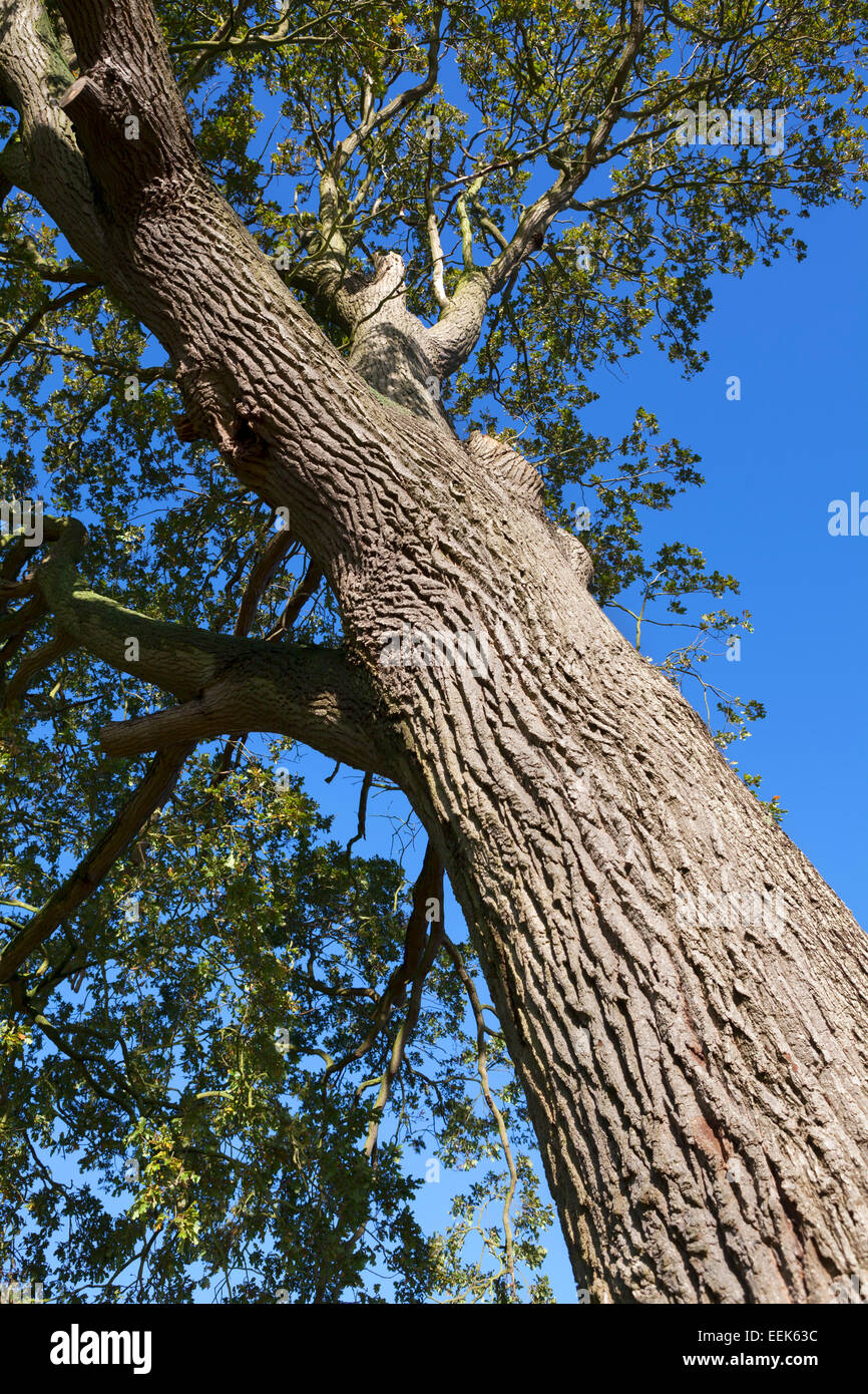 Oak tree wood summer hires stock photography and images Alamy