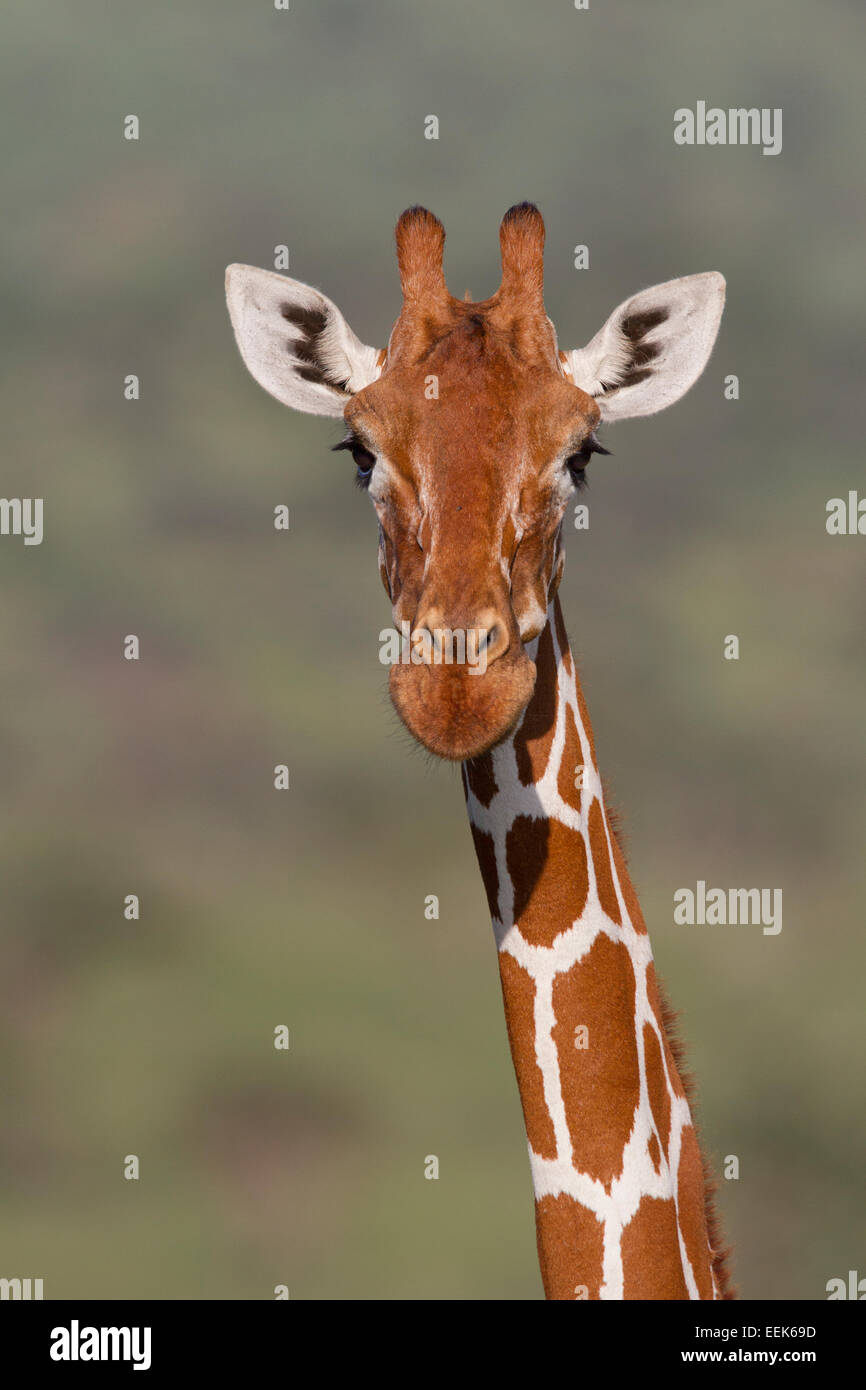 Portrait of a Reticulated Giraffe (Giraffa camelopardalis reticulata) Stock Photo