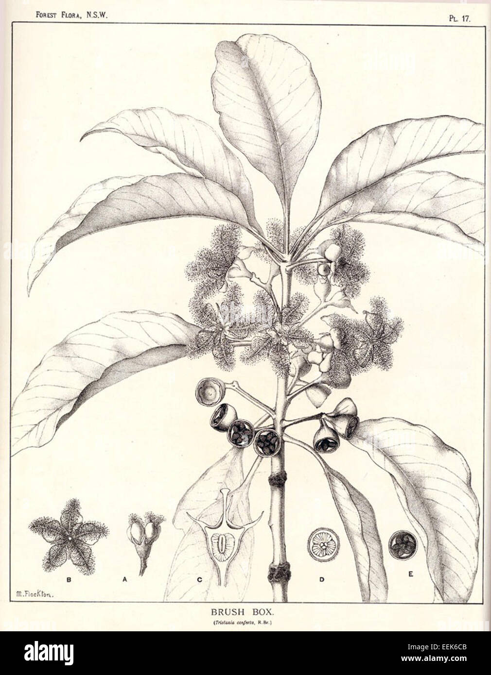 Lophostemon confertus, commonly known as the Brisbane box, is a large ...