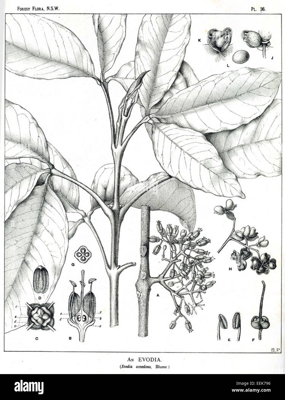 Melicope accedens is a tree species in the Rutaceae family, native to regions from the Andaman Islands through Indochina to western Malesia, including Malaysia, Java, and Borneo. It can grow up to 40 meters tall, featuring opposite, trifoliate compound leaves with hairy leaflets, and small white-yellow flowers arranged in panicles. Stock Photo