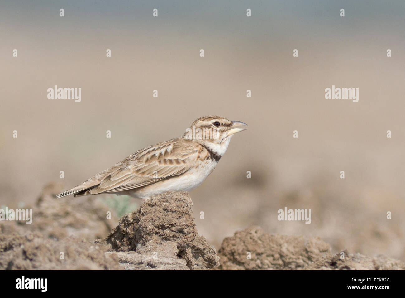 Bimaculated lark (Melanocorypha bimaculata) singing Stock Photo