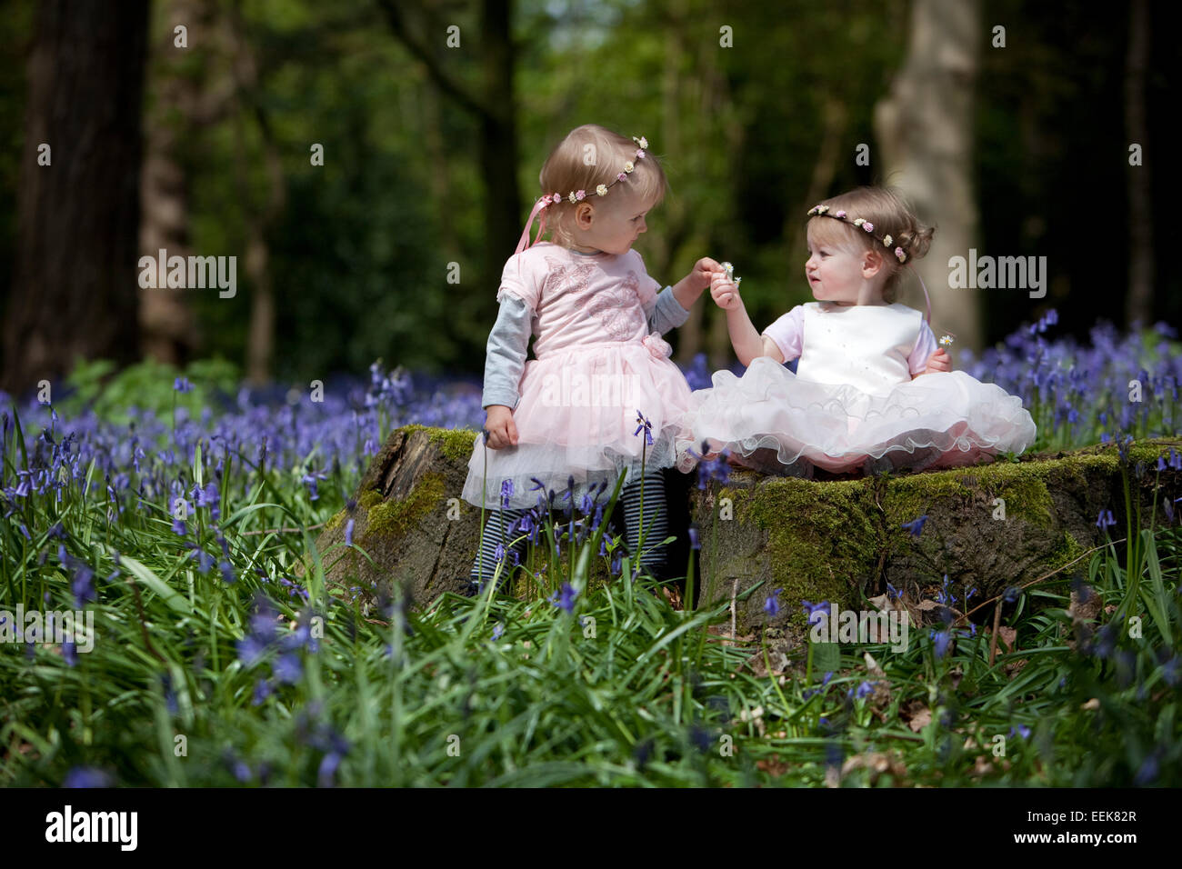 Two girls sitting on a tree stump in a wood full of bluebells in England. Stock Photo