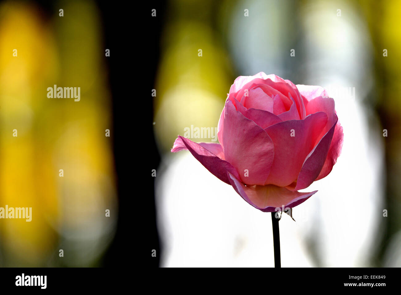 Rose and nature as hi-res stock photography and images - Alamy