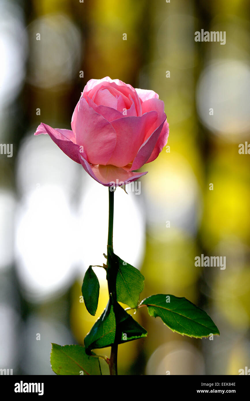 Pink Rose Flower Stock Photo