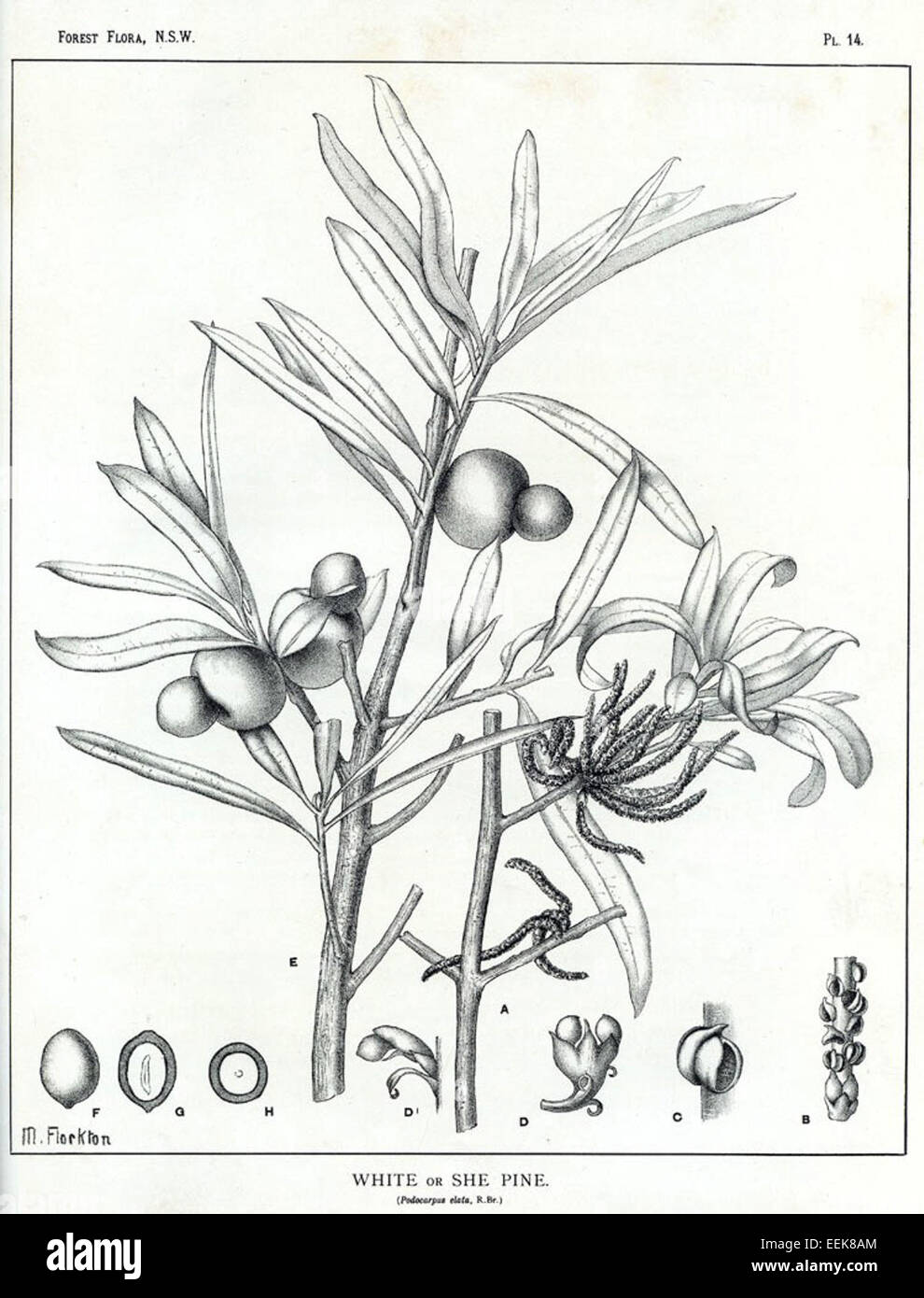 Podocarpus elatus Stock Photo