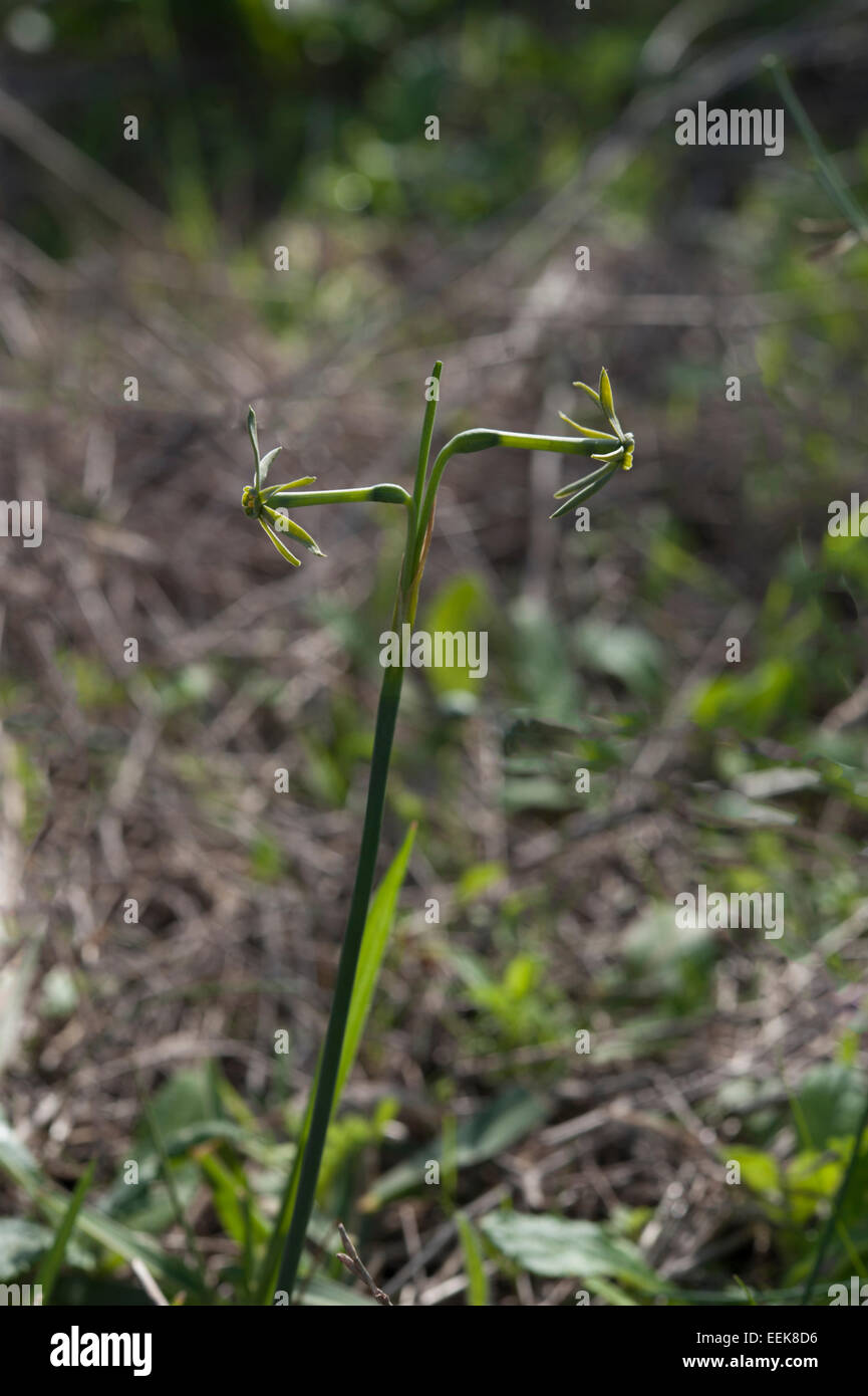 GreenFlowered Daffodil, Narcissus viridiflorus, growing a field, Conil
