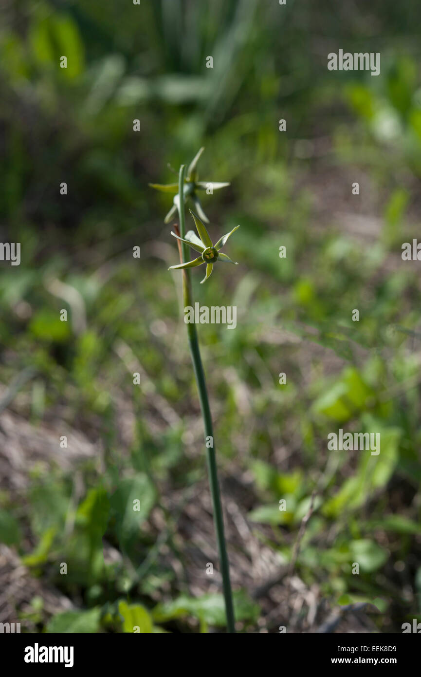 GreenFlowered Daffodil, Narcissus viridiflorus, growing a field, Conil