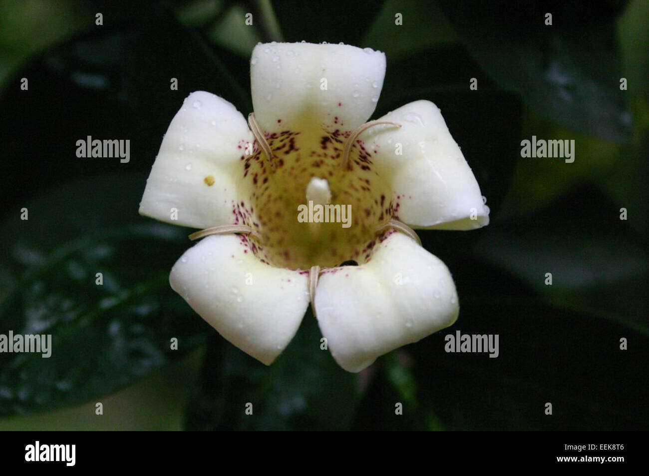 Rothmannia capensis Stock Photo
