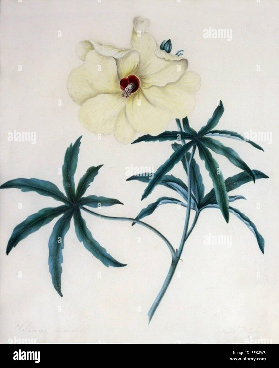 Sarah Rhodes Sarah Rhodes was an influential figure in early American botanical ...