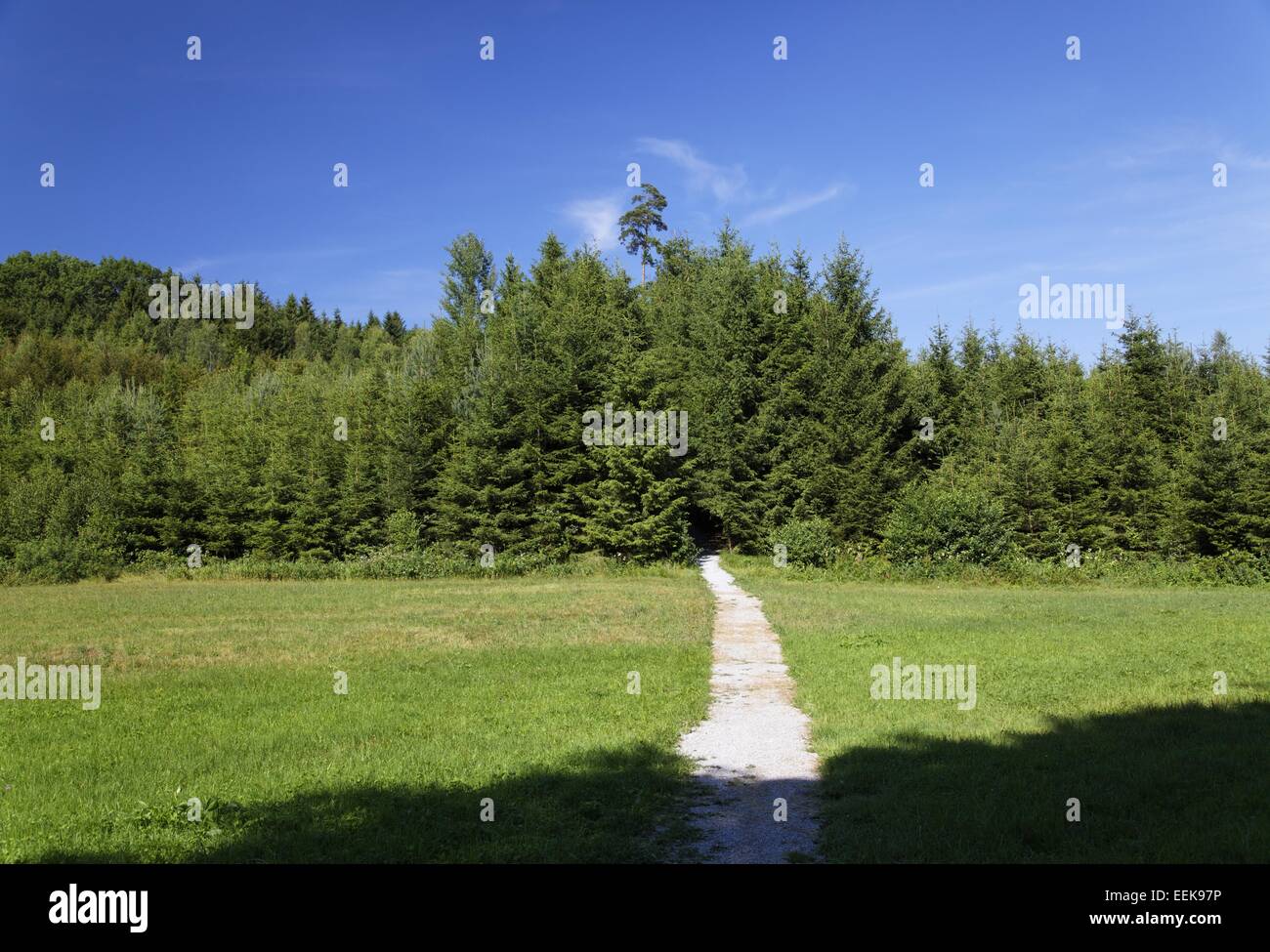 hiking path in the LimesPark Rainau Stock Photo Alamy