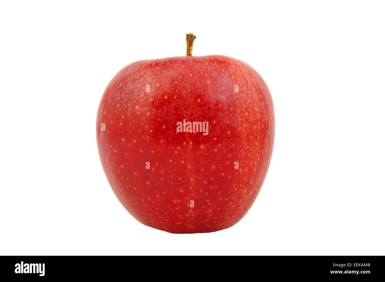 Front view of Red Royal Gala apple isolated on white Stock Photo Alamy