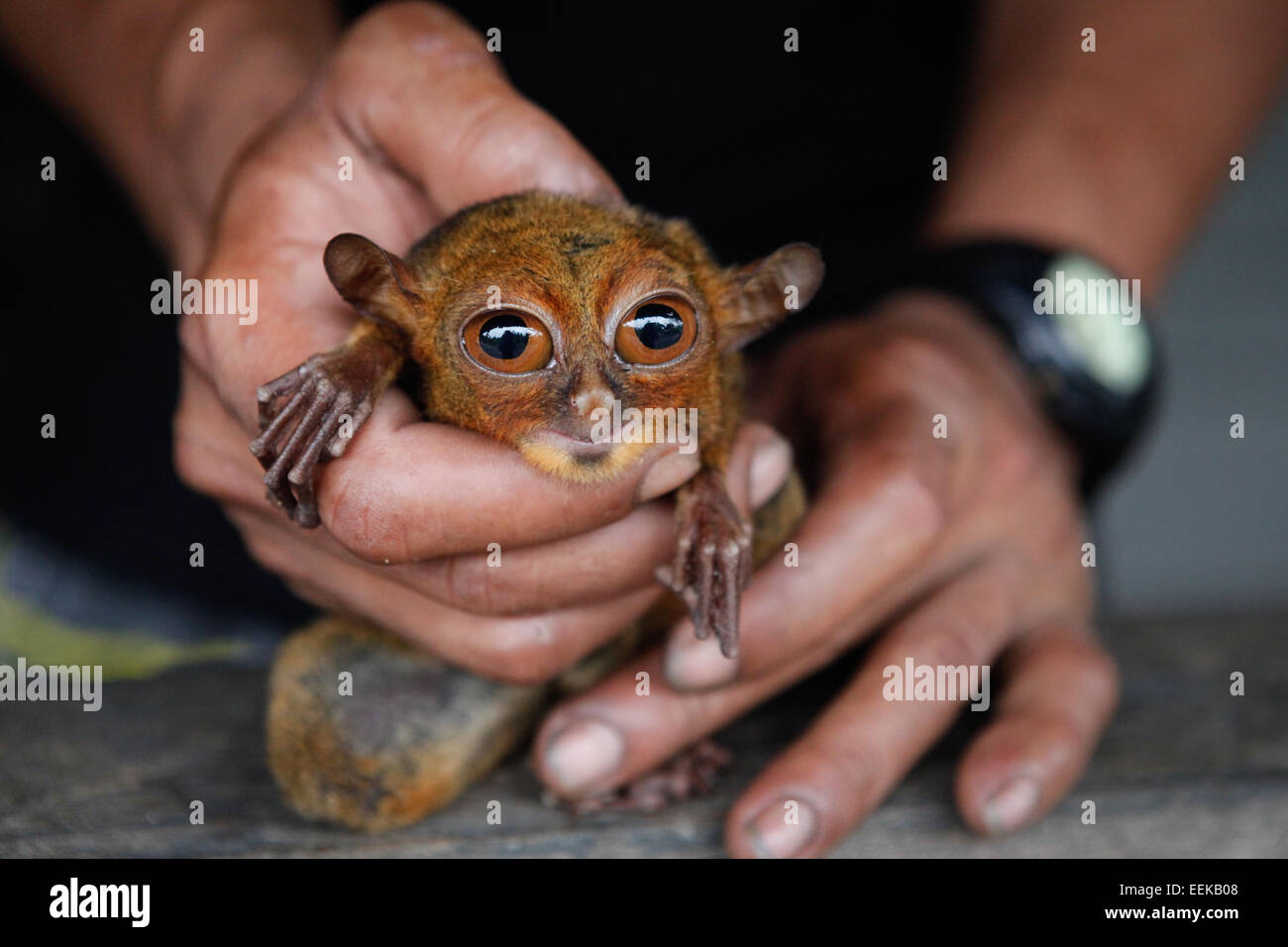 A man holds a bornean tarsier (Tarsius bancanus borneanus) that was brought home after found dying in the nearby forest. Stock Photo