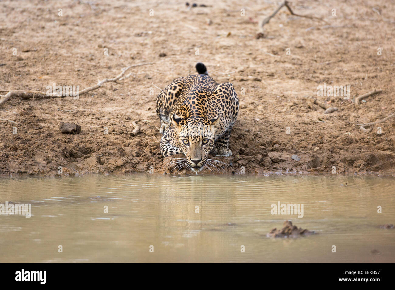 Sri Lanka Leopard drinking water at Yala NP, Sri Lanka Stock Photo Alamy