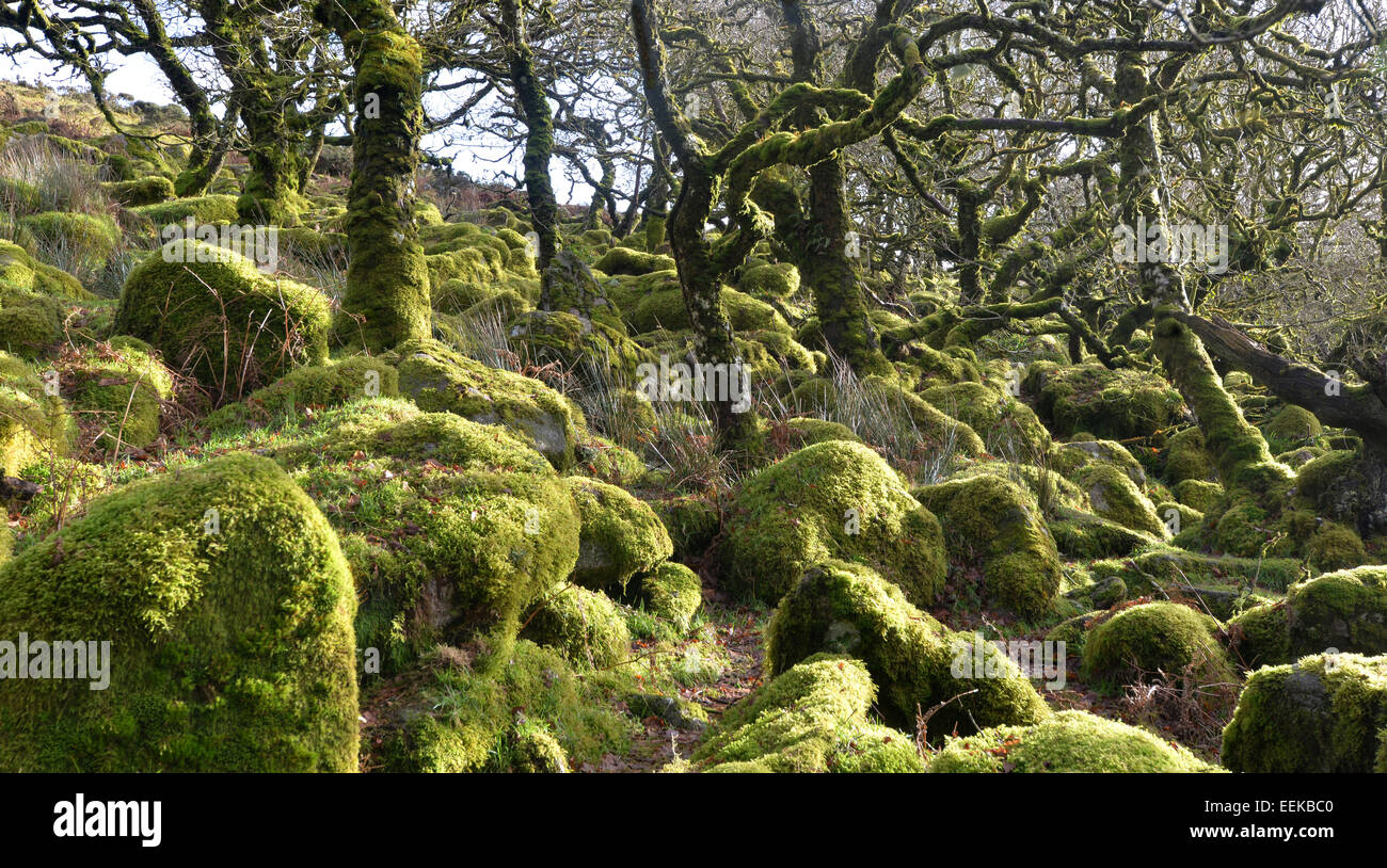 Wistman's Wood on Dartmoor in Devon. Ancient dwarf oak trees set amongst granite boulders. Eerily beautiful and atmospheric. Stock Photo