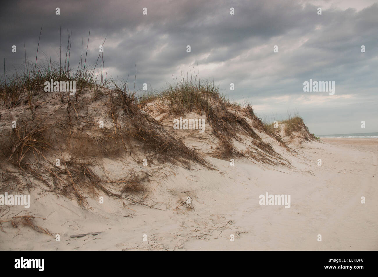 Sand dunes sea oats erosion hires stock photography and images Alamy