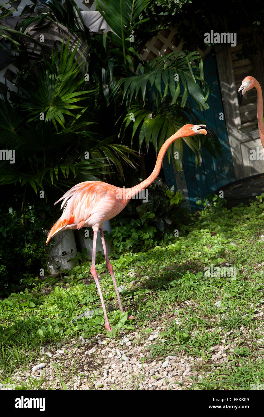 Flamingo squawking, seen on the island of Bonaire. Stock Photo