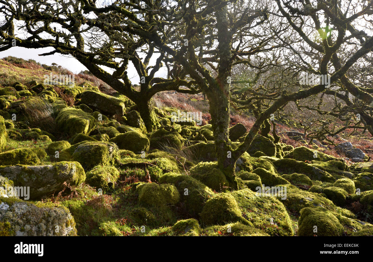 Wistman's Wood on Dartmoor in Devon. Ancient dwarf oak trees set