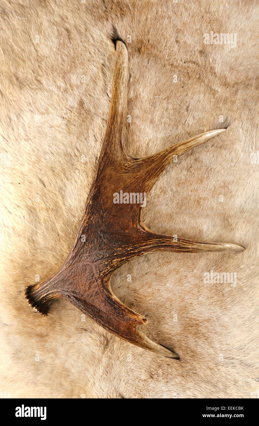 antler deer horn Stock Photo