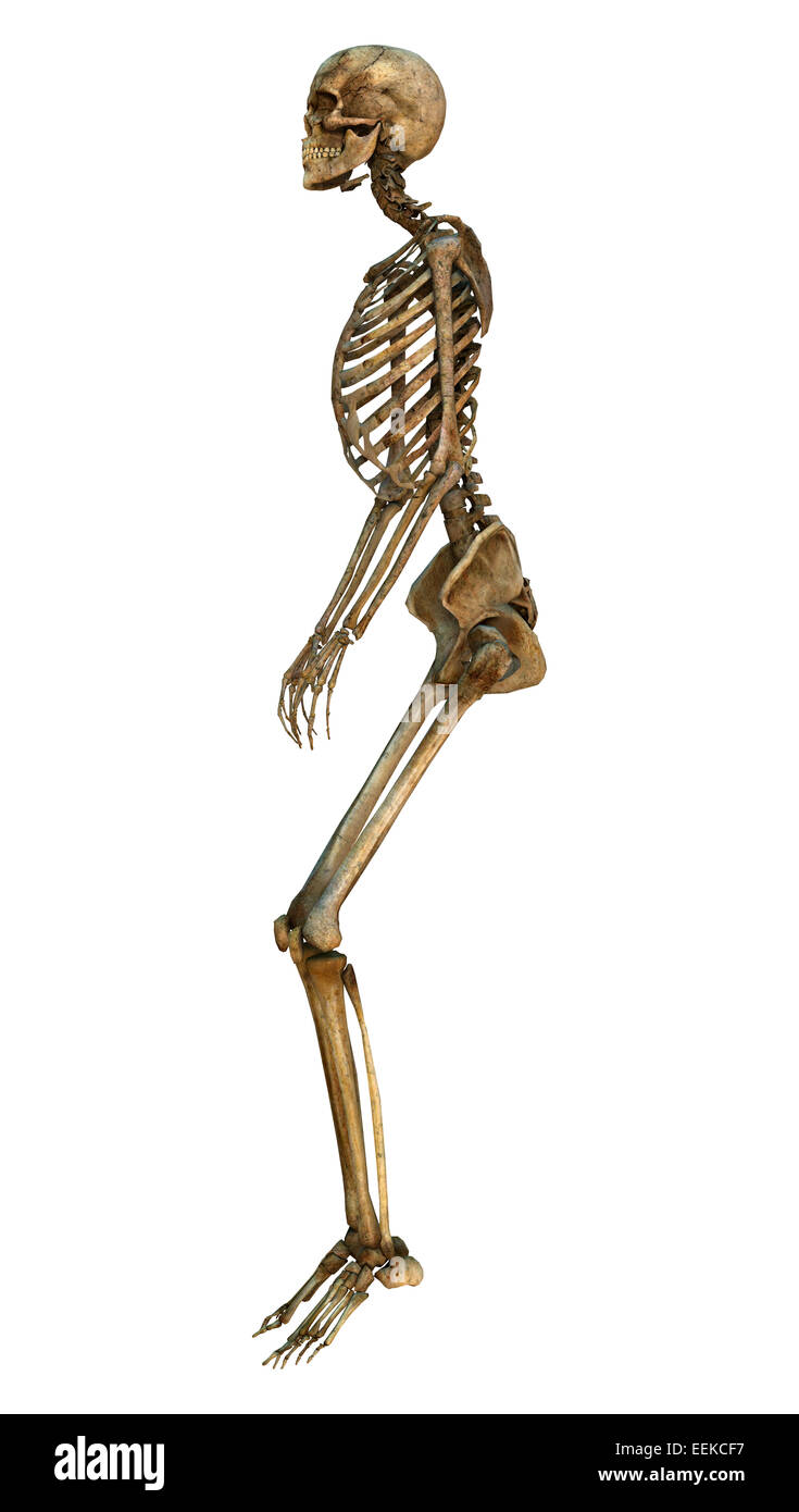 3D digital render of a human standing skeleton isolated on white ...