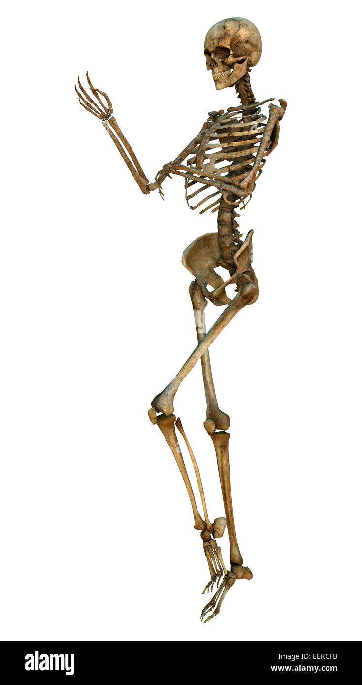3D digital render of a human standing skeleton isolated on white ...