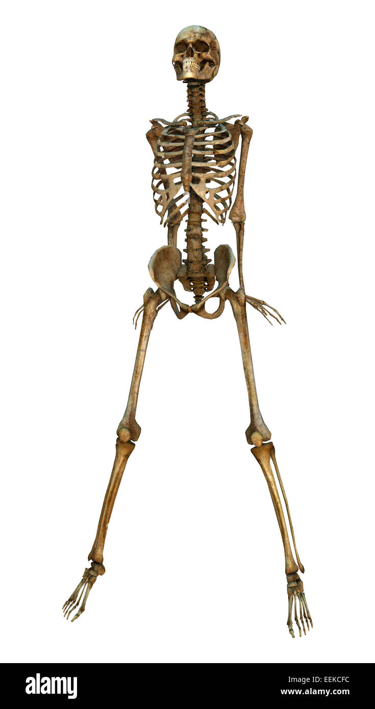 3D digital render of a human standing skeleton isolated on white ...
