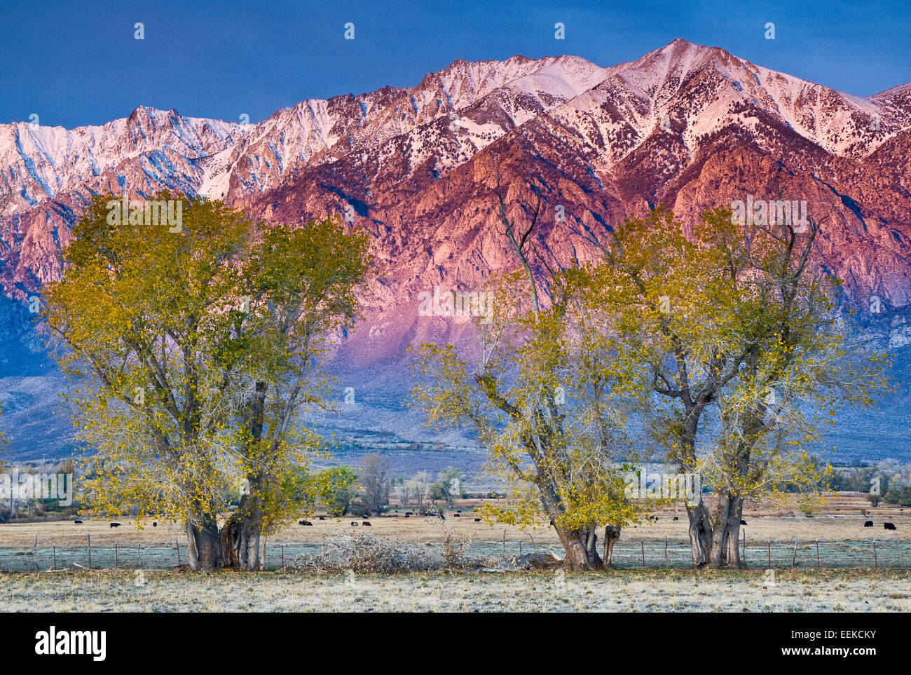 Alpenglow in Eastern Sierra Nevada and cottonwood trees in autumn at Round Valley near Bishop, California, USA Stock Photo