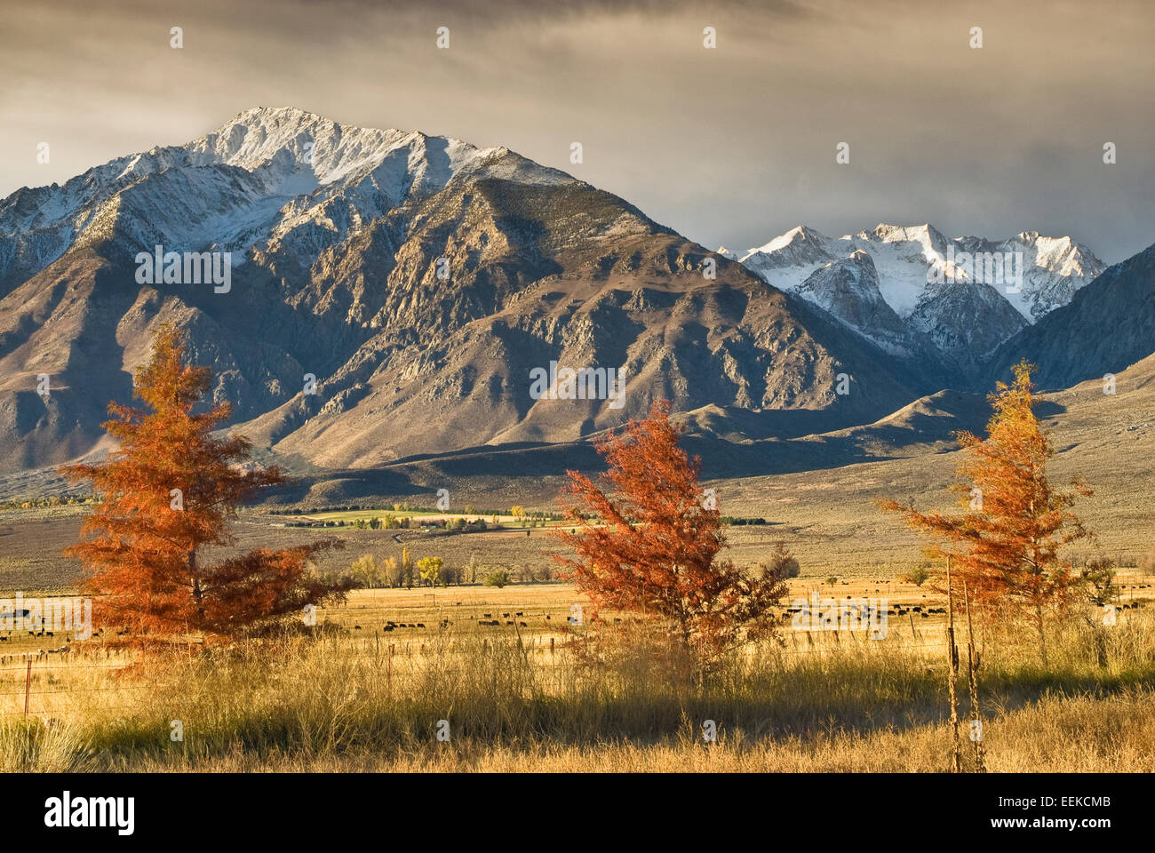 Cypress trees in Round Valley, Mt Tom and peaks around Pine Creek Canyon in Eastern Sierra