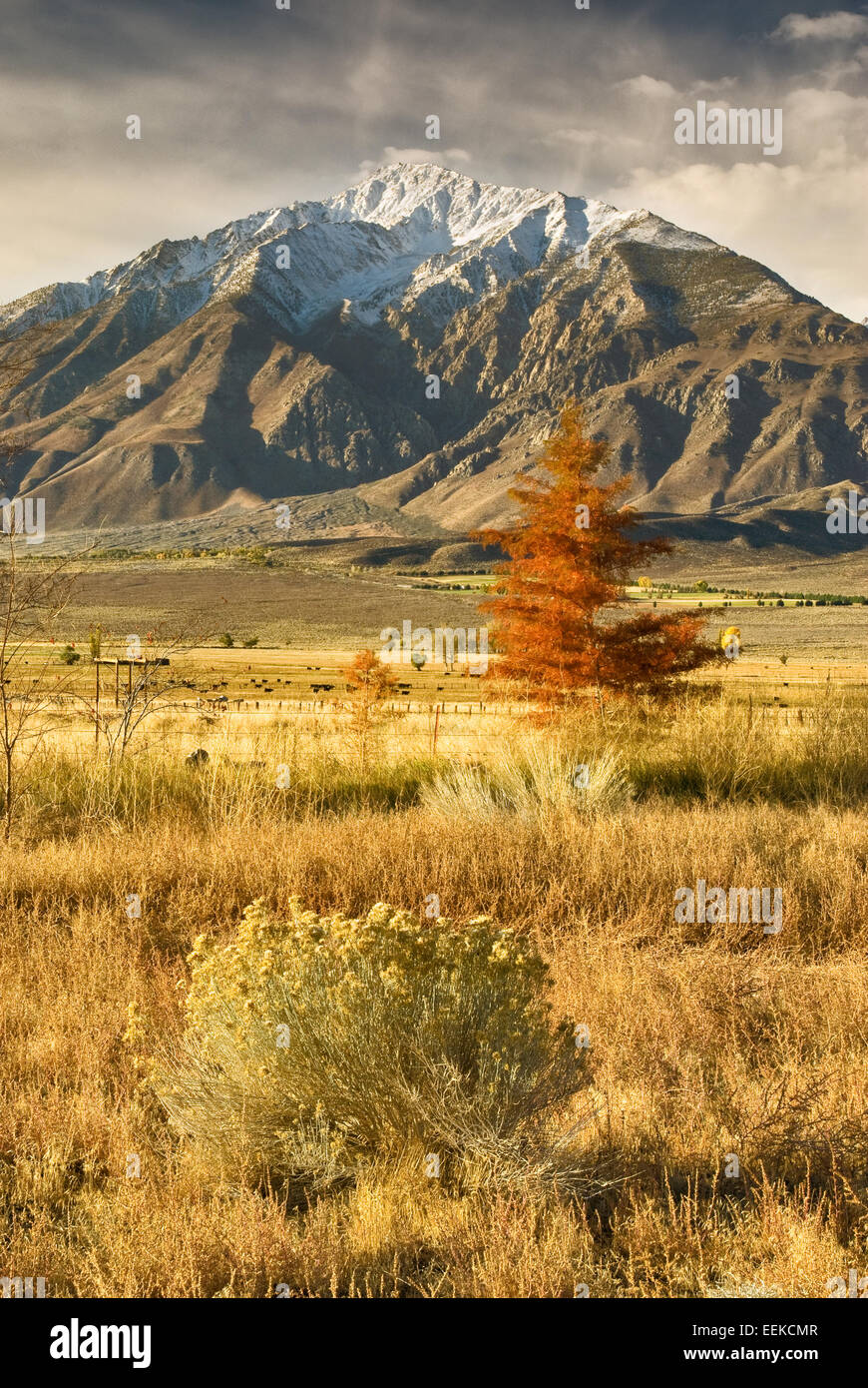 Cypress trees in Round Valley, Mt Tom and peaks around Pine Creek Canyon in Eastern Sierra