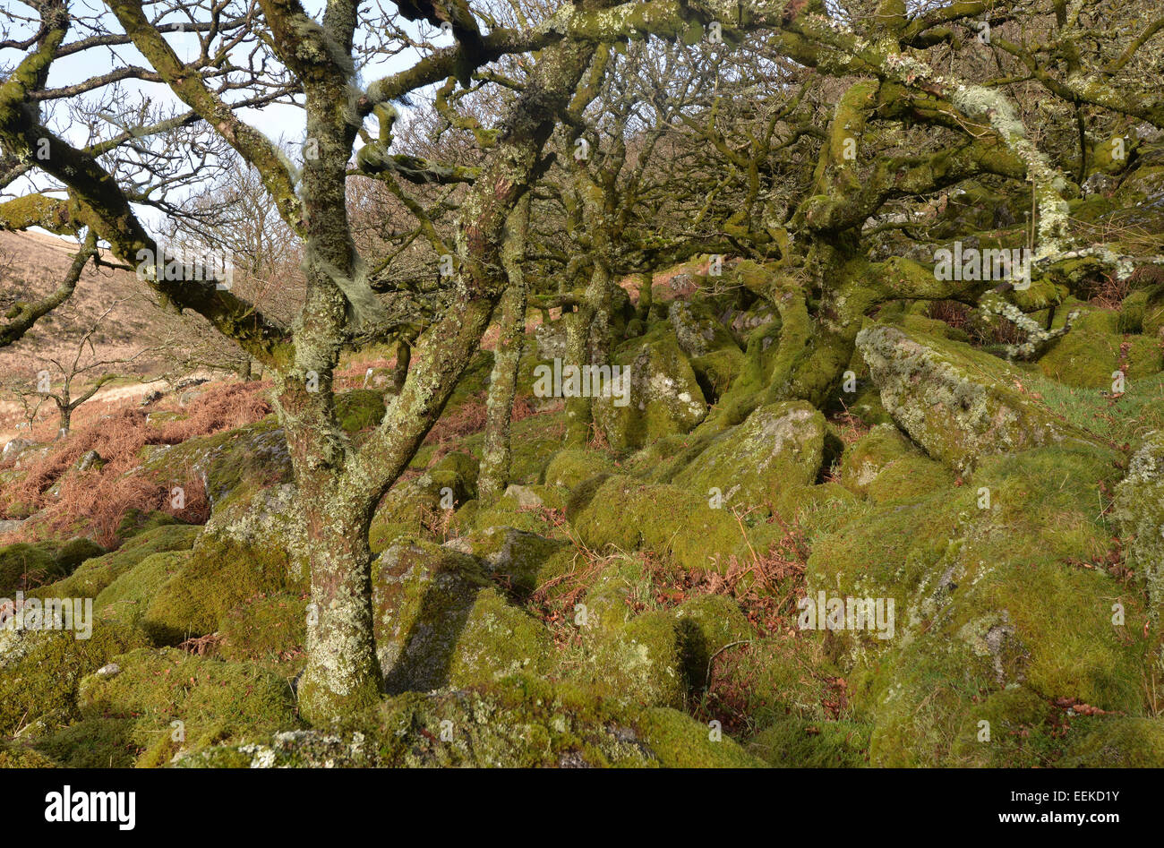 Wistman's Wood on Dartmoor in Devon. Ancient dwarf oak trees set