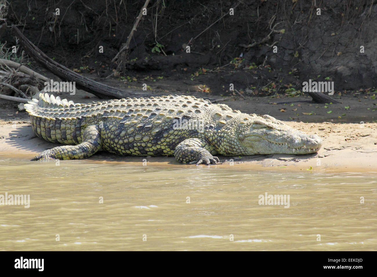 A huge Nile Crocodile, Crocodylus niloticus, resting on a sand bank along a river in Serengeti National Park, Tanzania Stock Photo